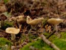 ByvanckPaddestoelen okt20 36