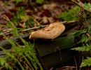ByvanckPaddestoelen okt20 37