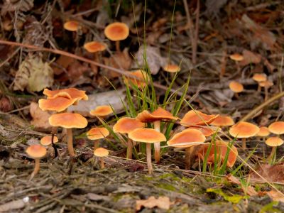 ByvanckPaddestoelen okt20 39