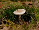 ByvanckPaddestoelen okt20 41