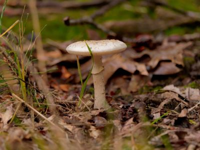 ByvanckPaddestoelen okt20 42