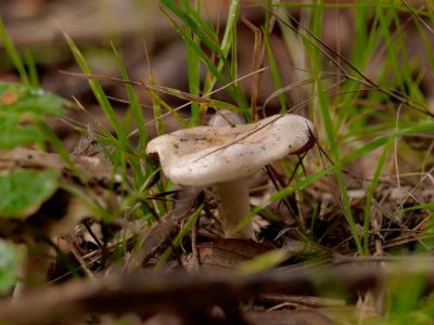 ByvanckPaddestoelen okt20 43