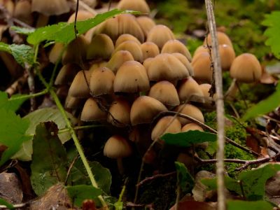 ByvanckPaddestoelen okt20 45