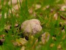 ByvanckPaddestoelen okt20 46