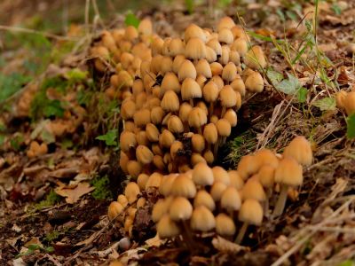 ByvanckPaddestoelen okt20 47