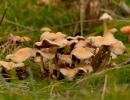 ByvanckPaddestoelen okt20 49