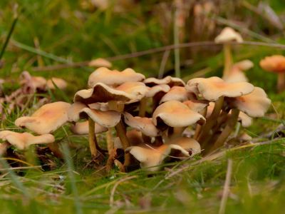 ByvanckPaddestoelen okt20 49