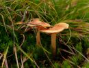 ByvanckPaddestoelen okt20 50