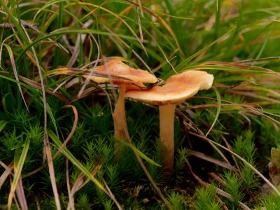 ByvanckPaddestoelen okt20 50