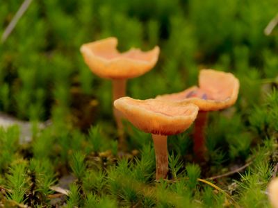 ByvanckPaddestoelen okt20 51