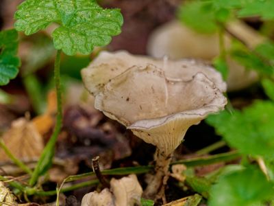ByvanckPaddestoelen okt20 56