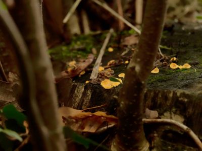 ByvanckPaddestoelen okt20 67