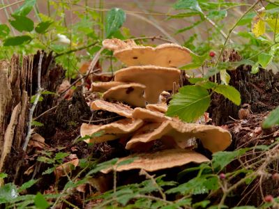 ByvanckPaddestoelen okt20 70