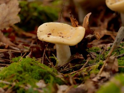 ByvanckPaddestoelen okt20 73