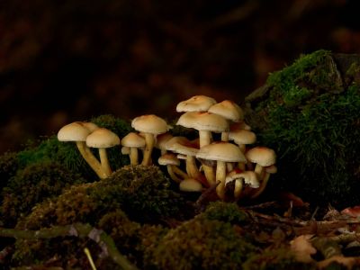 ByvanckPaddestoelen okt20 77