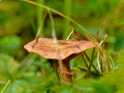 ByvanckPaddestoelen okt20 82