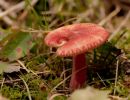 ByvanckPaddestoelen okt20 92