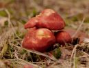 ByvanckPaddestoelen okt20 93