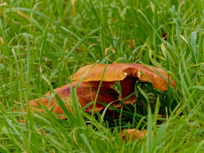 ByvanckPaddestoelen okt20 99