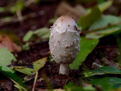 ByvanckPaddestoelen okt20 104
