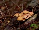ByvanckPaddestoelen okt20 106