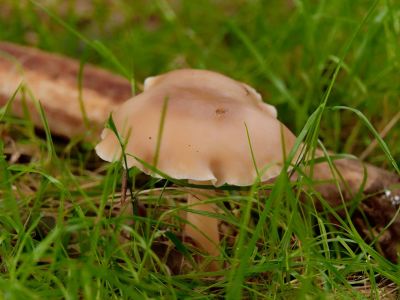 ByvanckPaddestoelen okt20 109