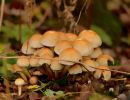 ByvanckPaddestoelen okt20 112