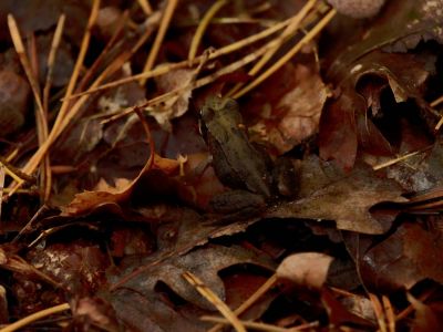 ByvanckPaddestoelen okt20 119