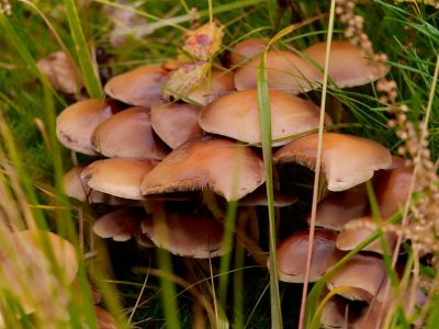 ByvanckPaddestoelen okt20 121