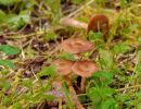 ByvanckPaddestoelen okt20 135