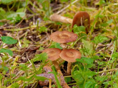 ByvanckPaddestoelen okt20 135