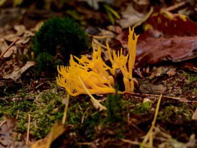 ByvanckPaddestoelen okt20 140