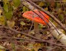 ByvanckPaddestoelen okt20 145