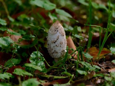 ByvanckPaddestoelen okt20 150