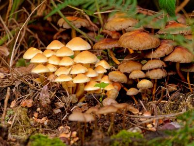 ByvanckPaddestoelen okt20 162