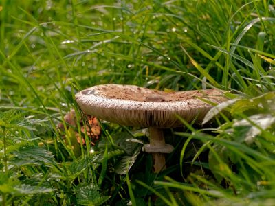ByvanckPaddestoelen okt20 163