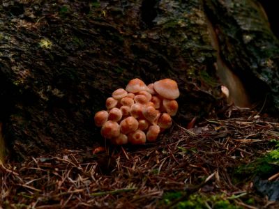 ByvanckPaddestoelen okt20 165
