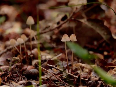 ByvanckPaddestoelen okt20 170