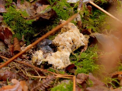 ByvanckPaddestoelen okt20 173