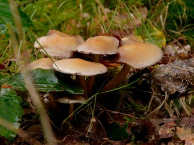 ByvanckPaddestoelen okt20 175