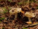 ByvanckPaddestoelen okt20 179