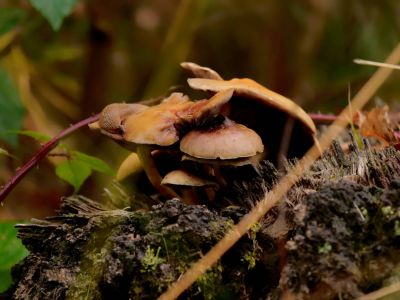 ByvanckPaddestoelen okt20 182
