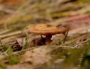ByvanckPaddestoelen okt20 185