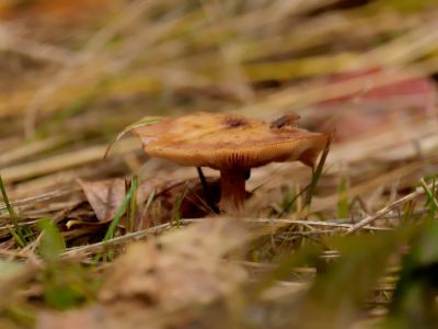 ByvanckPaddestoelen okt20 185