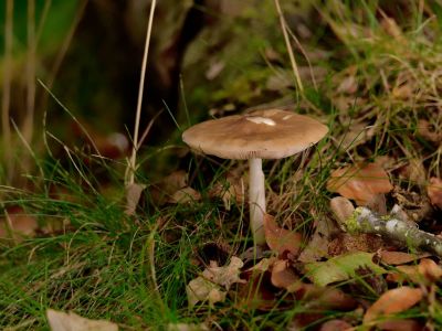 ByvanckPaddestoelen okt20 187