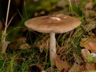 ByvanckPaddestoelen okt20 188