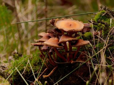ByvanckPaddestoelen okt20 191