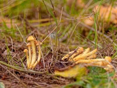 ByvanckPaddestoelen okt20 193