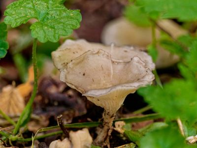 ByvanckPaddestoelen okt20 194