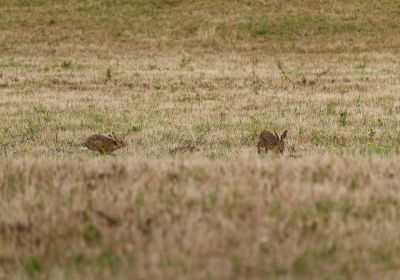 Feldhausense Bos - Jul25